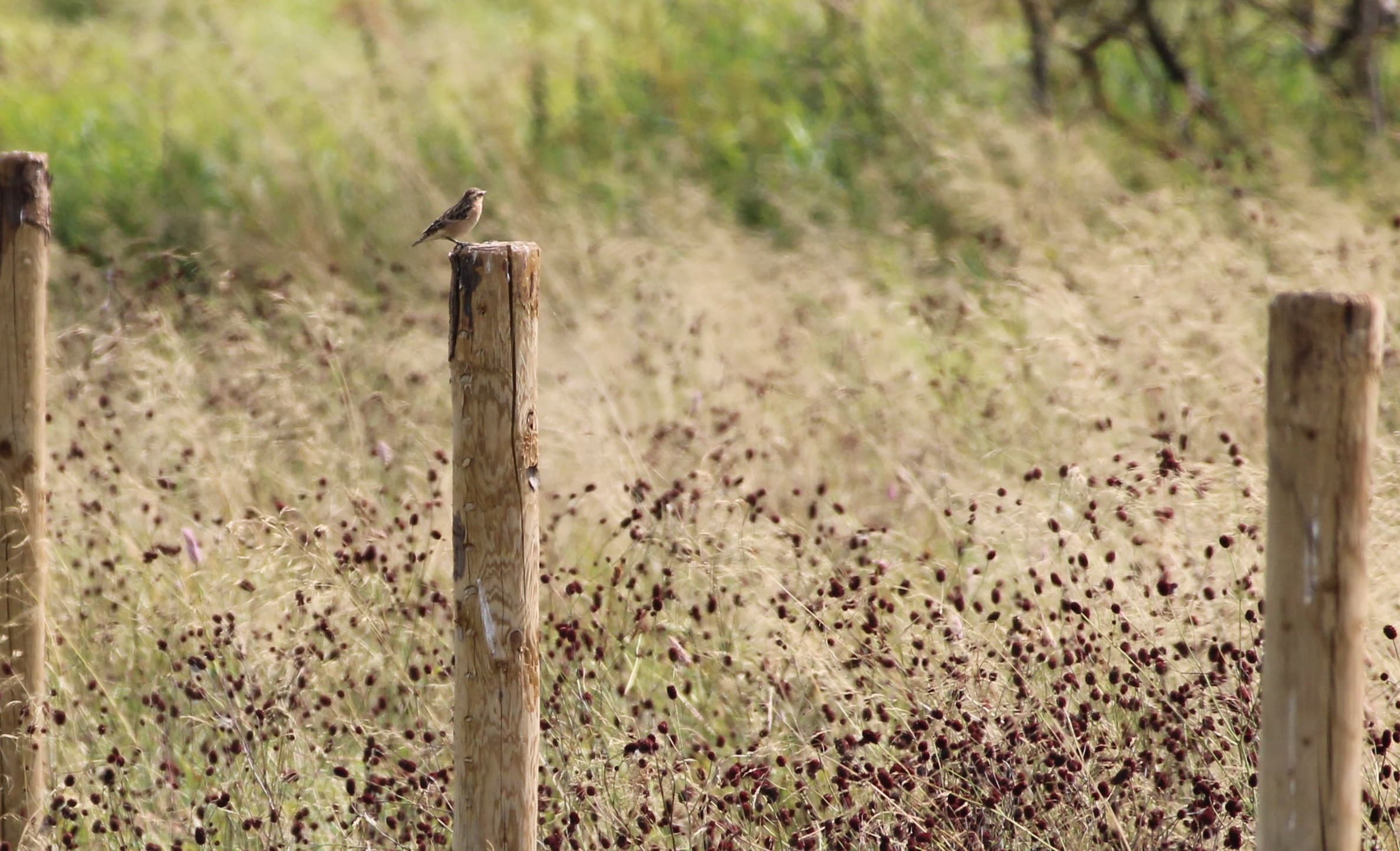 Erlebnistour zu Wiesenbrütern im Vogelsberg