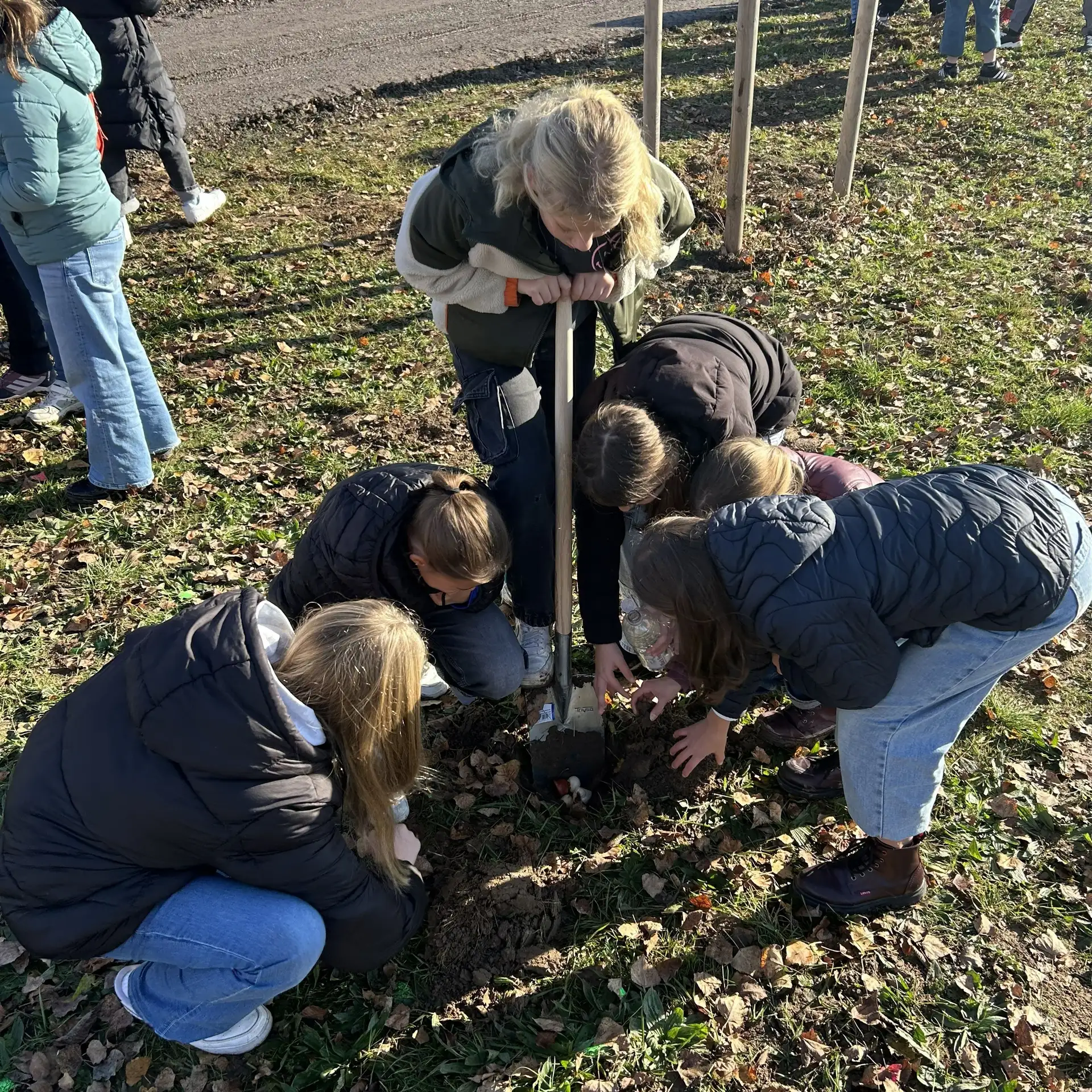 Blumenzwiebeln für die Gartenschau 2026 gepflanzt