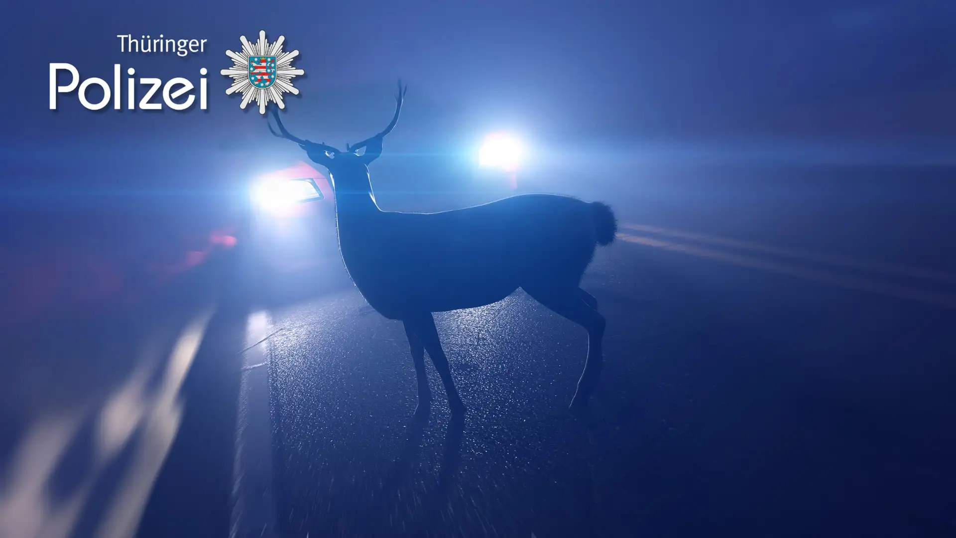 LPI-NDH: Zahlreiche Wildunfälle im Eichsfeld - Polizei warnt vor zunehmenden Wildwechsel